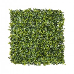 mur végétal lierre